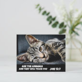 DEMANDEZ AUX ANIMAUX CUIRE TABBY CAT BIBLE Cartes  (Debout devant)