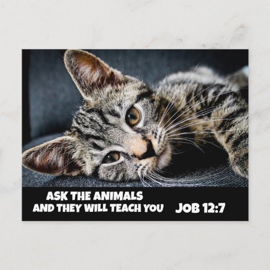 DEMANDEZ AUX ANIMAUX CUIRE TABBY CAT BIBLE Cartes  (Devant)