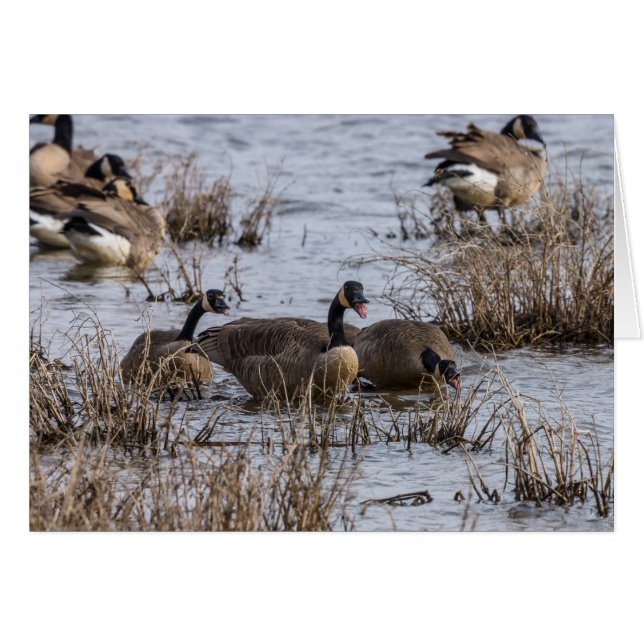 Déménagement (Devant Horizontal)