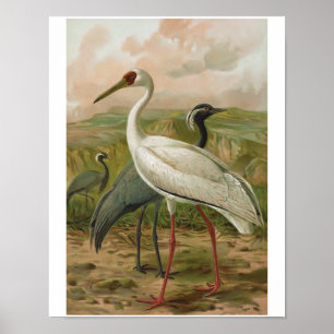 Demoiselle en Siberian Cranes  Bird Poster