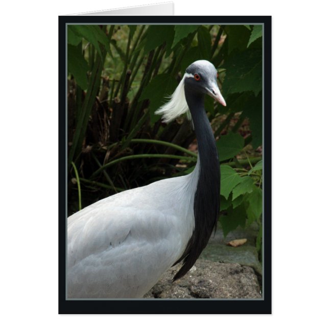 Demoselle Crane (Devant)