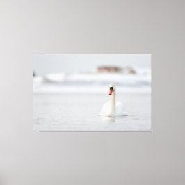 Dempende zwanen zwemmen in ijswater canvas afdruk