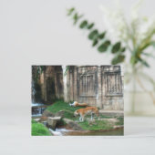 Den van de tijger briefkaart (Staand voorkant)