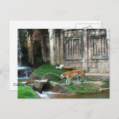 Den van de tijger briefkaart (Voorkant / Achterkant)