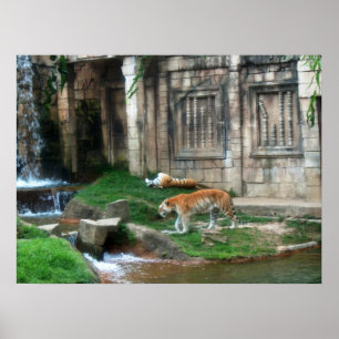 Den van de tijger poster