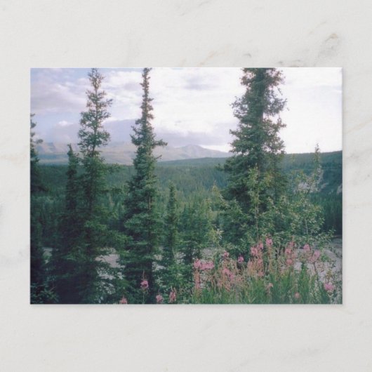 Denali, Alaska Briefkaart (Voorkant)