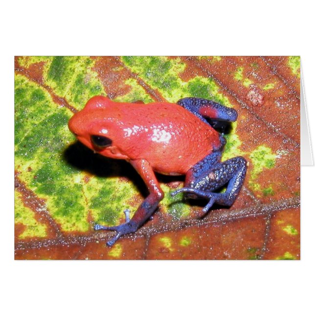 Dendrobates pumilio - Aardbei Poison Dart Frog (Voorkant Horizontaal)