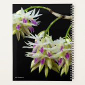 Dendrobium Amethystoglossum (Dos)