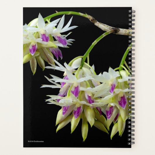 Dendrobium Amethystoglossum (Dos)