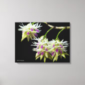 Dendrobium Amethystoglossum Canvas Afdruk (Voorkant)
