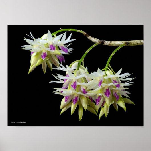 Dendrobium Amethystoglossum Poster (Voorkant)