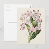  Dendrobium bloemenillustratie Briefkaart (Voorkant / Achterkant)