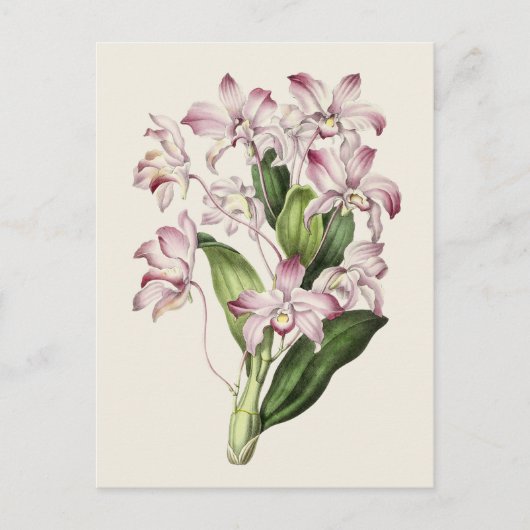  Dendrobium bloemenillustratie Briefkaart (Voorkant)