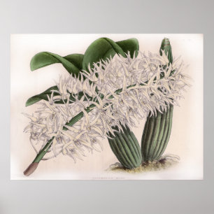 Dendrobium hillii Orchidee Flower Poster