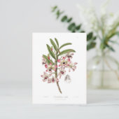 Dendrobium nobile briefkaart (Staand voorkant)