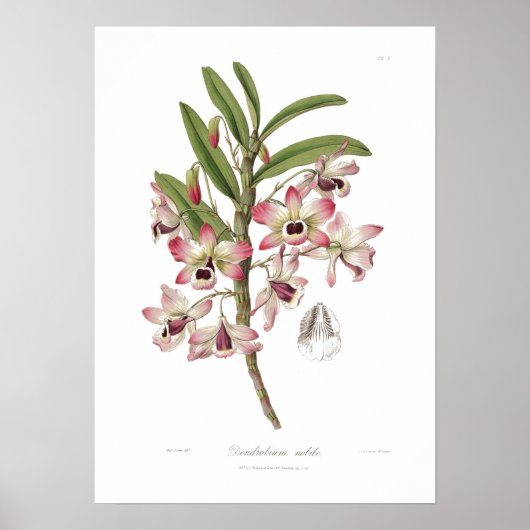 Dendrobium nobile poster (Voorkant)