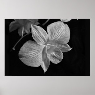 Dendrobium Orchid 2-Poster afdrukken Poster