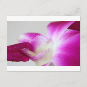 Dendrobium Orchid Briefkaart