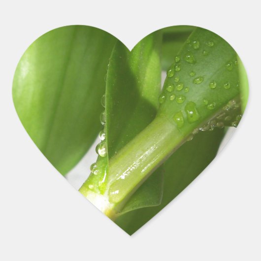 Dendrobium Orchid stengels closeup Hart Sticker (Voorkant)