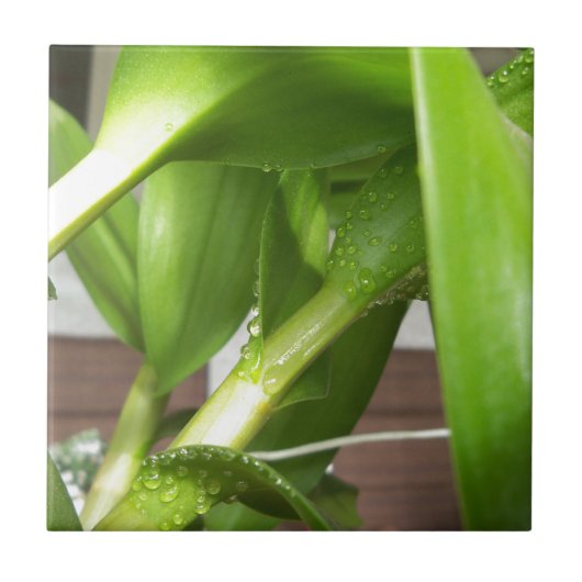 Dendrobium Orchid stengels closeup Tegeltje (Voorkant)