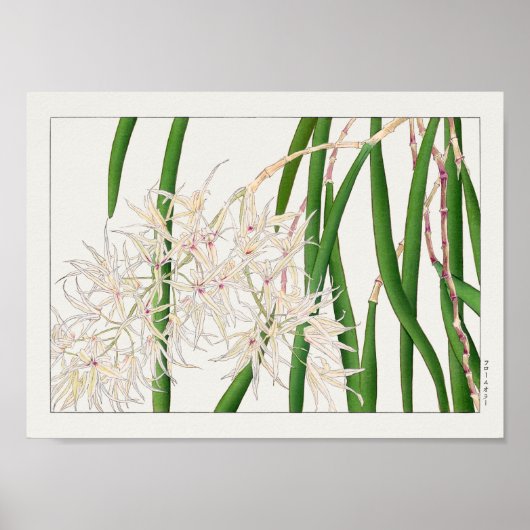 Dendrobium teretifolium door Tanigami Konan Poster (Voorkant)