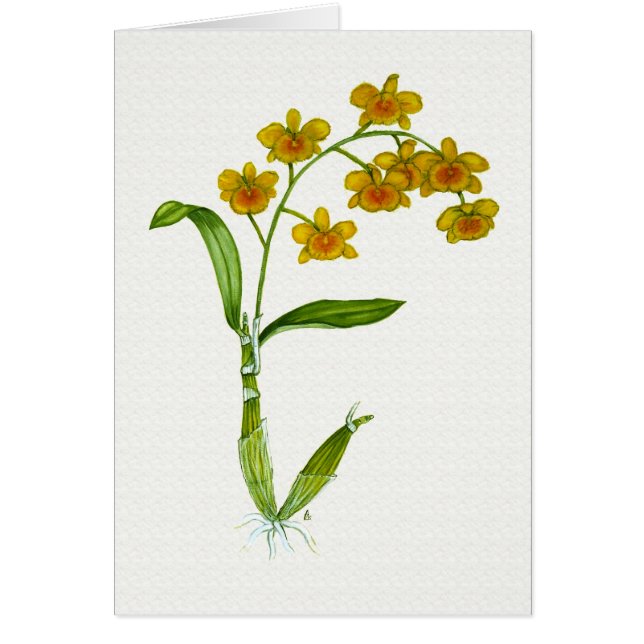 Dendrobiumchrysotoxum (Voorkant)