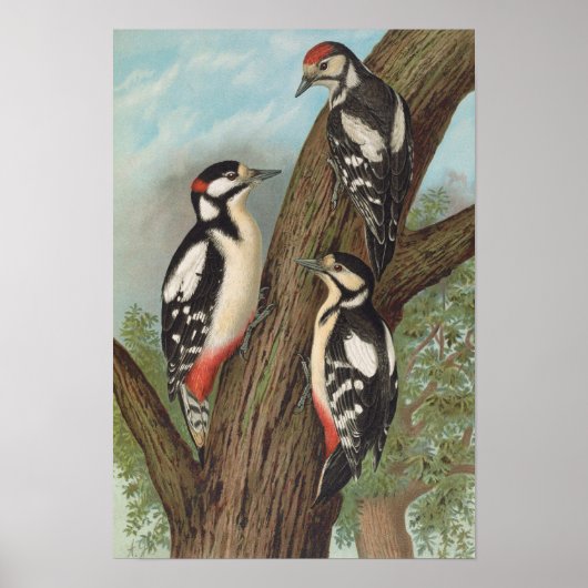 Dendrocopus major van Johann Friedrich Naumann Poster (Voorkant)
