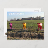 Denemarken Kleurrijke Koeien Briefkaart! Briefkaart (Voorkant / Achterkant)