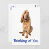 Denk aan het Briefkaart van de bloedhond. (Voorkant / Achterkant)