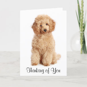Denk aan je Abriot Poodle Puppy Dog Card Kaart