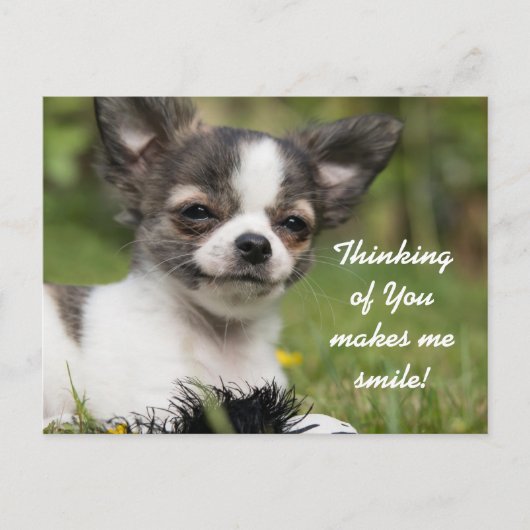 Denk aan je Chihuahua Briefkaart (Voorkant)