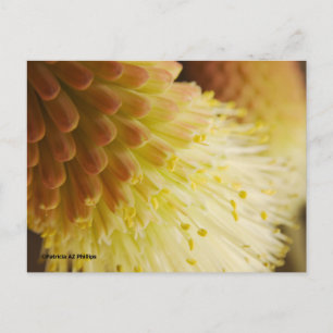 Denk aan je Radiant Torch Lily Briefkaart