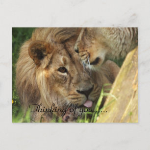 Denk Aan Jou Afrikaanse Leeuwen Liefde Briefkaart