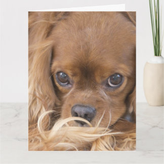 Denk aan jou Ruby Cavalier King Charles Spaniel Kaart