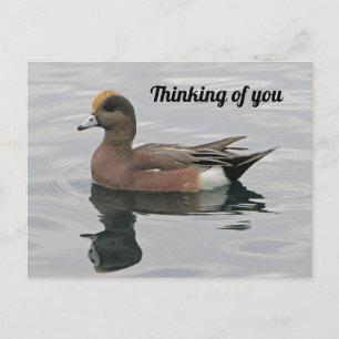 Denk aan You Duck Photo Wigeon Calm Lake Briefkaart
