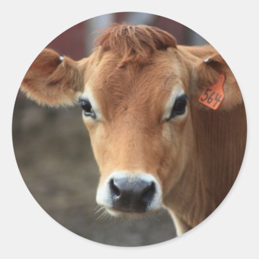 Denk je niet dat ik een mooie Jersey Cow ben? Ronde Sticker (Voorkant)