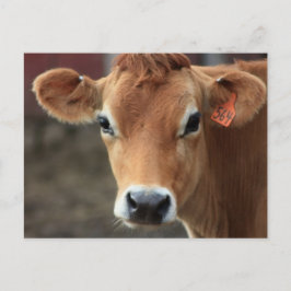 Denk je niet dat ik Jersey Cow ben? Briefkaart