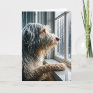 Denken aan je baarde collie kijken naar regen kaart