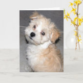 Denken aan jou - Havanese Rescue pup Kaart (Gele Bloem)