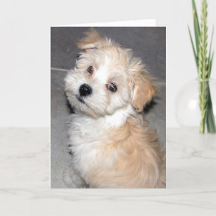 Denken aan jou - Havanese Rescue pup Kaart