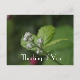 Denken aan jou, zomer wilde frambozenbloem briefkaart