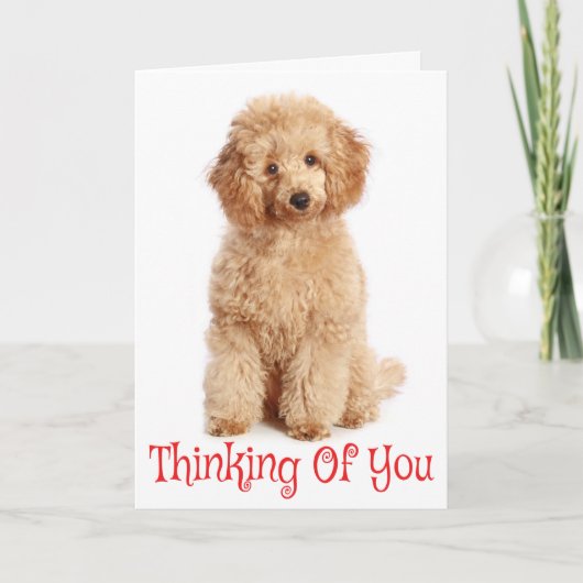 Denken aan u Apricot Poedel Puppy Dog Kaart (Voorkant)