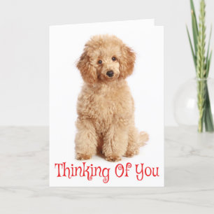 Denken aan u Apricot Poedel Puppy Dog Kaart