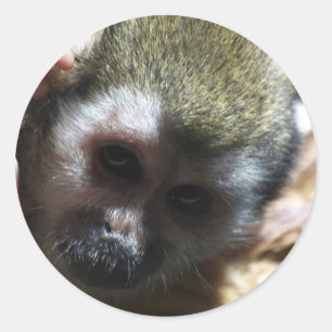 "Denken..." Squirrel Monkey Gifts Ronde Sticker