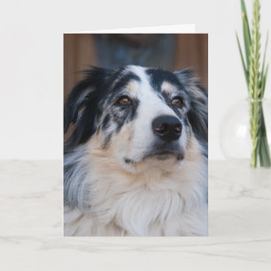 Denkend aan Jou Australische Herder Close-up Foto Kaart