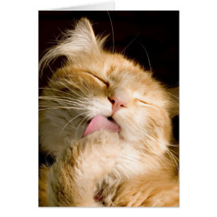 Denkend Aan Jou Maine Coon Kat Die Zich Oprekt Fot