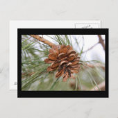 Denneappel Briefkaart (Voorkant / Achterkant)