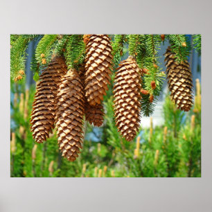 Dennenappel Goudbruine Fijnkunst Fotoprint Poster