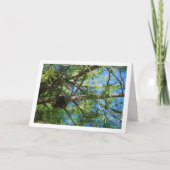 Dennenappel op Grove Den Kaart (Voorkant)