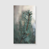 Dennenbomen (Voorkant)